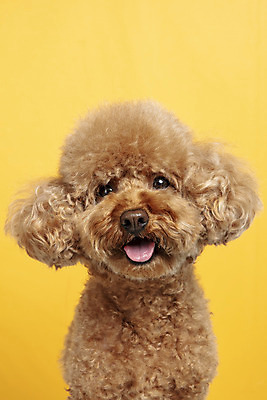 포토 JPG 스튜디오촬영 한마리 응시 시선 반려견 가족 실내 근접촬영 사람없음 반려동물 강아지 푸들 노란배경 반려 국내포토 동물 1 뷰포인트 백그라운드 관계 내부 노란색 개 파일형식