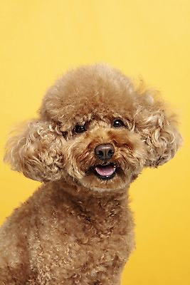 포토 JPG 스튜디오촬영 한마리 응시 시선 반려견 가족 실내 근접촬영 사람없음 반려동물 강아지 푸들 노란배경 반려 국내포토 동물 1 뷰포인트 백그라운드 관계 내부 노란색 개 파일형식
