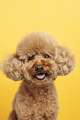 포토 JPG 스튜디오촬영 한마리 응시 시선 반려견 가족 실내 근접촬영 사람없음 반려동물 강아지 푸들 노란배경 반려 국내포토 동물 1 뷰포인트 백그라운드 관계 내부 노란색 개 파일형식