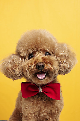 포토 JPG 스튜디오촬영 한마리 응시 시선 리본 반려견 가족 실내 근접촬영 사람없음 반려동물 강아지 푸들 노란배경 반려 국내포토 동물 1 뷰포인트 백그라운드 관계 내부 노란색 개 파일형식