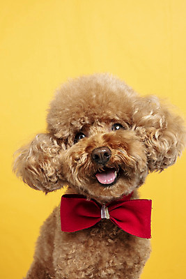 포토 JPG 스튜디오촬영 한마리 응시 시선 리본 반려견 가족 실내 근접촬영 사람없음 반려동물 강아지 푸들 노란배경 반려 국내포토 동물 1 뷰포인트 백그라운드 관계 내부 노란색 개 파일형식