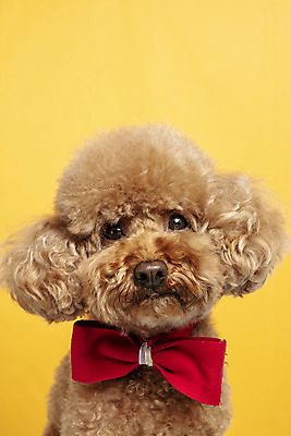 포토 JPG 스튜디오촬영 한마리 응시 시선 리본 반려견 가족 실내 근접촬영 사람없음 반려동물 강아지 푸들 노란배경 반려 국내포토 동물 1 뷰포인트 백그라운드 관계 내부 노란색 개 파일형식