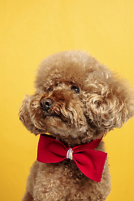 포토 JPG 스튜디오촬영 한마리 시선 리본 반려견 가족 실내 근접촬영 사람없음 반려동물 강아지 푸들 노란배경 반려 국내포토 동물 1 뷰포인트 백그라운드 관계 내부 노란색 개 파일형식