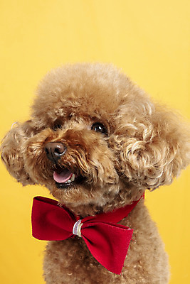 포토 JPG 스튜디오촬영 한마리 시선 리본 반려견 가족 실내 근접촬영 사람없음 반려동물 강아지 푸들 노란배경 반려 국내포토 동물 1 뷰포인트 백그라운드 관계 내부 노란색 개 파일형식