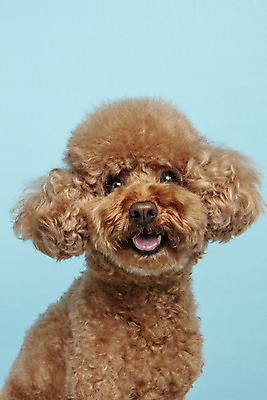 포토 JPG 스튜디오촬영 한마리 응시 시선 반려견 가족 실내 근접촬영 사람없음 반려동물 강아지 파란배경 푸들 반려 국내포토 동물 1 뷰포인트 백그라운드 관계 내부 파란색 개 파일형식