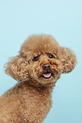 포토 JPG 스튜디오촬영 한마리 응시 시선 반려견 가족 실내 근접촬영 사람없음 반려동물 강아지 파란배경 푸들 반려 국내포토 동물 1 뷰포인트 백그라운드 관계 내부 파란색 개 파일형식