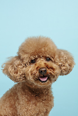 포토 JPG 스튜디오촬영 한마리 응시 시선 반려견 가족 실내 근접촬영 사람없음 반려동물 강아지 파란배경 푸들 반려 국내포토 동물 1 뷰포인트 백그라운드 관계 내부 파란색 개 파일형식
