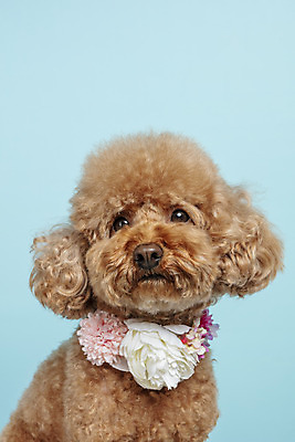 포토 JPG 스튜디오촬영 한마리 시선 반려견 가족 실내 근접촬영 사람없음 반려동물 강아지 파란배경 푸들 반려 국내포토 동물 1 뷰포인트 백그라운드 관계 내부 파란색 개 파일형식