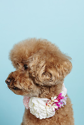 포토 JPG 스튜디오촬영 한마리 시선 꽃 반려견 목걸이 가족 실내 근접촬영 사람없음 반려동물 강아지 파란배경 푸들 반려 국내포토 식물 동물 1 뷰포인트 백그라운드 장신구 관계 내부 파란색 개 파일형식