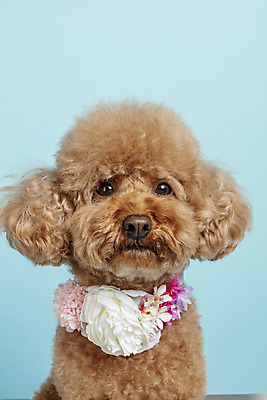 포토 JPG 스튜디오촬영 한마리 응시 시선 꽃 반려견 목걸이 가족 실내 근접촬영 사람없음 반려동물 강아지 파란배경 푸들 반려 국내포토 식물 동물 1 뷰포인트 백그라운드 장신구 관계 내부 파란색 개 파일형식
