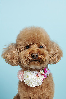 포토 JPG 스튜디오촬영 한마리 시선 꽃 반려견 목걸이 가족 실내 근접촬영 사람없음 반려동물 강아지 파란배경 푸들 반려 국내포토 식물 동물 1 뷰포인트 백그라운드 장신구 관계 내부 파란색 개 파일형식