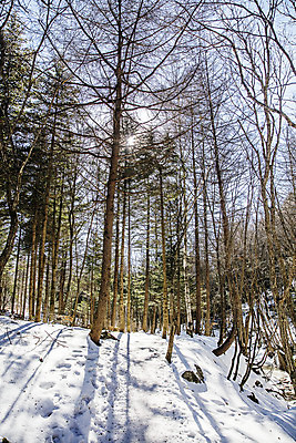 포토 JPG 주간 나무 사람없음 야외 눈 강원도 선자령 평창 겨울풍경 백두대간 국내포토 자연요소 식물 겨울 날씨 한국 풍경 파일형식