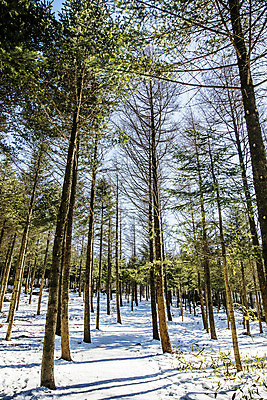 포토 JPG 주간 나무 하늘 사람없음 야외 맑음 눈 강원도 선자령 평창 겨울풍경 백두대간 국내포토 자연요소 식물 겨울 날씨 한국 풍경 파일형식