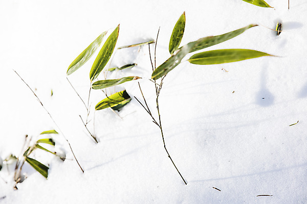 포토 JPG 주간 나뭇잎 사람없음 야외 설원 나뭇가지 눈 강원도 평창 국내포토 자연요소 나무 잎 날씨 한국 눈_날씨 파일형식