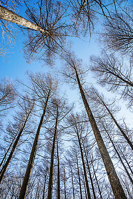 포토 JPG 주간 나무 로우앵글 하늘 사람없음 야외 눈 강원도 선자령 평창 겨울풍경 백두대간 국내포토 자연요소 식물 뷰포인트 겨울 날씨 한국 풍경 파일형식