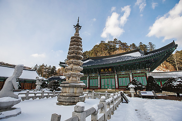 포토 JPG 주간 로우앵글 겨울 하늘 풍경 사람없음 야외 눈 소나무 사찰 강원도 전나무 월정사 평창 팔각구층석탑 겨울풍경 국내포토 자연요소 나무 계절 뷰포인트 종교건축 날씨 한국 석탑 파일형식