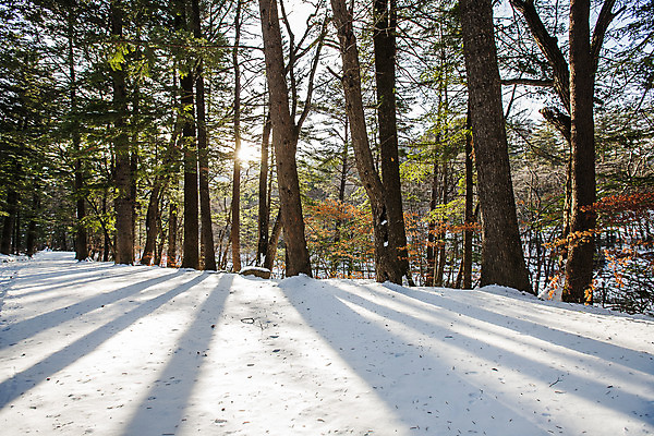 포토 JPG 주간 그림자 사람없음 야외 햇빛 눈 소나무 강원도 전나무 평창 국내포토 자연요소 나무 날씨 한국 태양 파일형식