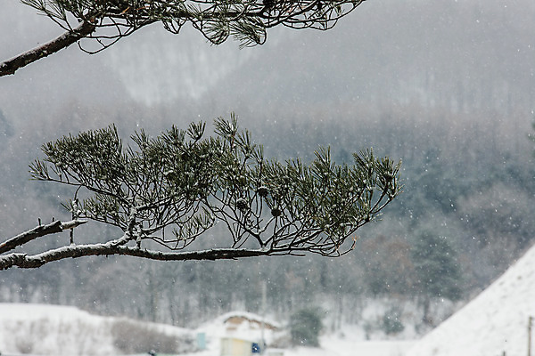 포토 JPG 주간 겨울 사람없음 야외 눈 소나무 강원도 평창 국내포토 자연요소 나무 계절 날씨 한국 파일형식