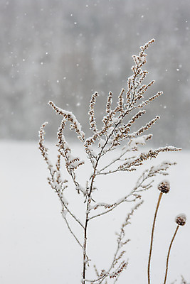 포토 JPG 주간 식물 겨울 근접촬영 사람없음 야외 눈 강원도 평창 눈내림 국내포토 자연요소 계절 뷰포인트 날씨 한국 눈_날씨 파일형식