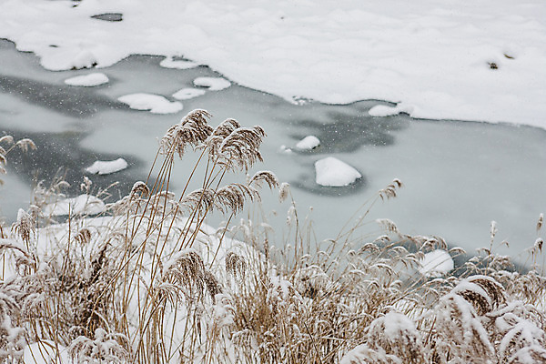 포토 JPG 주간 사람없음 야외 강 눈 강원도 갈대밭 평창 겨울풍경 국내포토 자연요소 겨울 날씨 한국 풍경 파일형식 갈대_식물