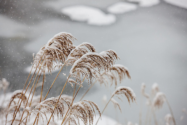 포토 JPG 주간 사람없음 야외 눈 강원도 평창 겨울풍경 국내포토 자연요소 겨울 날씨 한국 풍경 파일형식