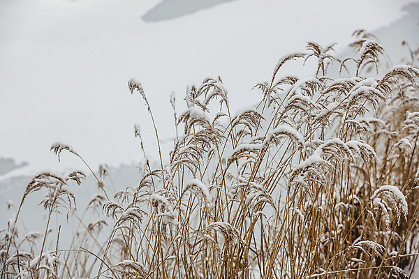 포토 JPG 주간 사람없음 야외 눈 강원도 갈대밭 평창 겨울풍경 국내포토 자연요소 겨울 날씨 한국 풍경 파일형식 갈대_식물