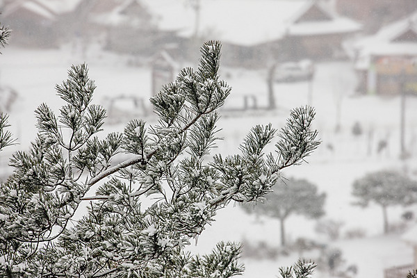 포토 JPG 주간 사람없음 야외 눈 소나무 사찰 강원도 전나무 월정사 평창 겨울풍경 국내포토 자연요소 나무 겨울 종교건축 날씨 한국 풍경 파일형식