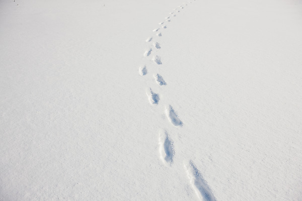 포토 JPG 주간 겨울 사람없음 야외 설원 눈 강원도 평창 국내포토 자연요소 계절 날씨 한국 눈_날씨 파일형식