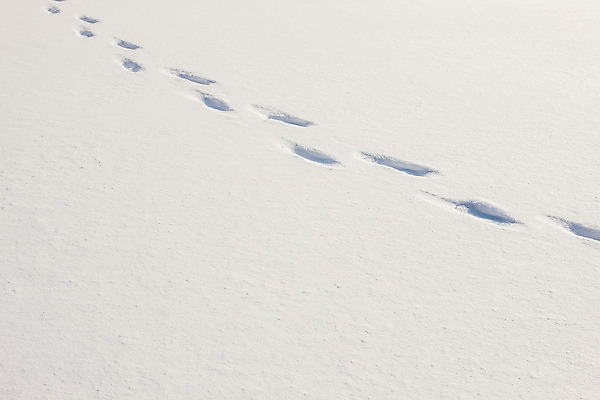 포토 JPG 주간 겨울 사람없음 야외 설원 눈 발자국 강원도 평창 국내포토 자연요소 계절 자국 날씨 한국 눈_날씨 파일형식