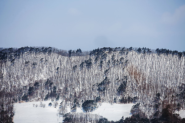포토 JPG 주간 하늘 산 사람없음 야외 눈 소나무 강원도 전나무 평창 겨울풍경 국내포토 자연요소 나무 겨울 날씨 한국 풍경 파일형식