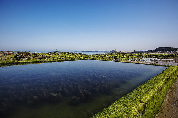 포토 JPG 주간 섬 사람없음 야외 해초 충청남도 서해 국내포토 자연요소 바다 해조류 충청도 파일형식