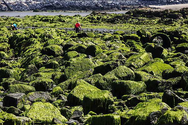 포토 JPG 주간 바다 섬 사람없음 야외 바위 충청남도 갯벌 물이끼 서해 국내포토 자연요소 돌_바위 충청도 파일형식