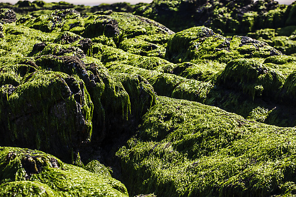 포토 JPG 주간 사람없음 야외 바위 충청남도 물이끼 서해 국내포토 자연요소 바다 돌_바위 충청도 파일형식