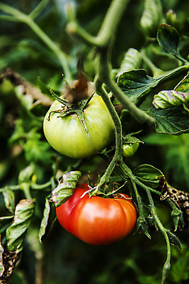 포토 JPG 주간 토마토 사람없음 야외 아웃포커스 농작물 특산물 부산 과채 국내포토 자연요소 농업 채소 과일 한국 촬영기법 파일형식