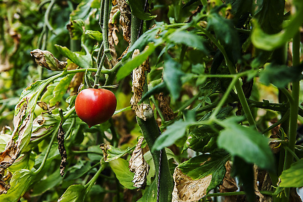 포토 JPG 주간 잎 토마토 사람없음 야외 농작물 특산물 부산 과채 국내포토 자연요소 식물 농업 채소 과일 한국 파일형식