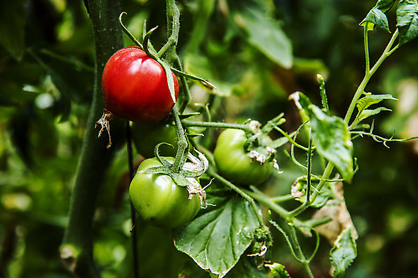 포토 JPG 주간 토마토 사람없음 야외 아웃포커스 농작물 특산물 부산 과채 국내포토 자연요소 농업 채소 과일 한국 촬영기법 파일형식