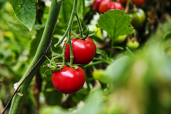 포토 JPG 주간 토마토 근접촬영 사람없음 야외 농작물 소프트포커스 특산물 부산 과채 국내포토 자연요소 뷰포인트 농업 채소 과일 한국 촬영기법 파일형식
