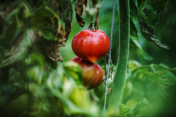 포토 JPG 주간 토마토 사람없음 야외 농작물 소프트포커스 특산물 부산 과채 국내포토 자연요소 농업 채소 과일 한국 촬영기법 파일형식