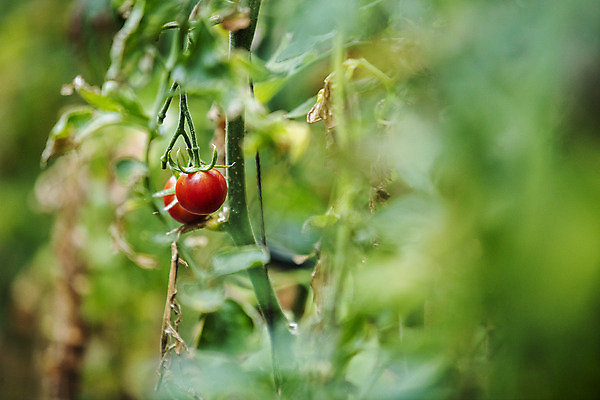 포토 JPG 주간 토마토 사람없음 야외 아웃포커스 농작물 특산물 부산 과채 국내포토 자연요소 농업 채소 과일 한국 촬영기법 파일형식