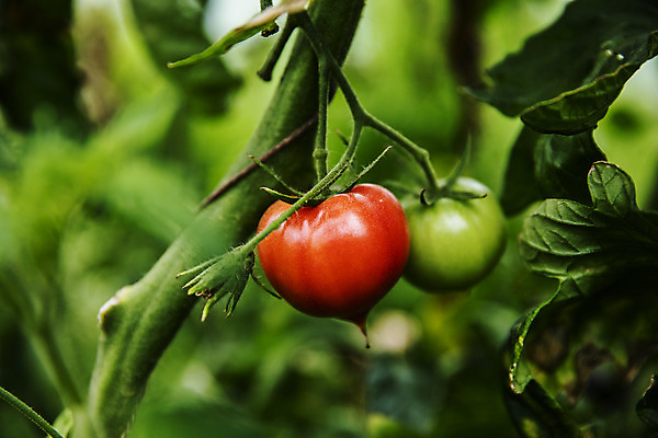 포토 JPG 주간 토마토 근접촬영 사람없음 야외 농작물 특산물 부산 과채 국내포토 자연요소 뷰포인트 농업 채소 과일 한국 파일형식