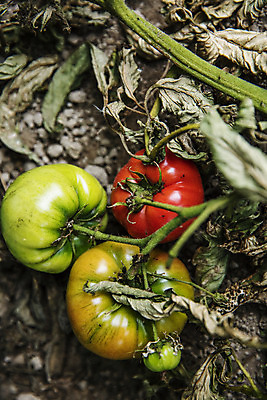 포토 JPG 주간 잎 토마토 근접촬영 사람없음 야외 농작물 특산물 부산 과채 국내포토 자연요소 식물 뷰포인트 농업 채소 과일 한국 파일형식