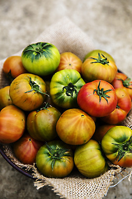 포토 JPG 주간 토마토 사람없음 야외 농작물 하이앵글 담기 특산물 부산 과채 국내포토 자연요소 뷰포인트 농업 채소 과일 모션 한국 파일형식