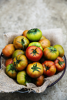 포토 JPG 주간 토마토 사람없음 야외 농작물 하이앵글 담기 특산물 부산 과채 국내포토 자연요소 뷰포인트 농업 채소 과일 모션 한국 파일형식