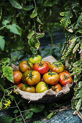 포토 JPG 주간 잎 토마토 바닥 사람없음 야외 농작물 바구니 담기 특산물 부산 과채 국내포토 자연요소 식물 농업 채소 과일 모션 한국 파일형식
