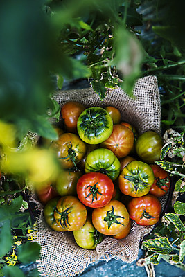 포토 JPG 주간 잎 토마토 바닥 사람없음 야외 농작물 하이앵글 쌓기 소프트포커스 특산물 부산 과채 국내포토 자연요소 식물 뷰포인트 농업 채소 과일 모션 한국 촬영기법 파일형식