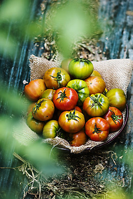 포토 JPG 주간 토마토 사람없음 야외 농작물 하이앵글 소프트포커스 담기 특산물 부산 과채 국내포토 자연요소 뷰포인트 농업 채소 과일 모션 한국 촬영기법 파일형식