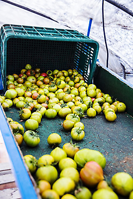 포토 JPG 주간 토마토 사람없음 야외 농작물 바구니 특산물 쏟아짐 부산 과채 국내포토 자연요소 농업 채소 과일 모션 한국 파일형식