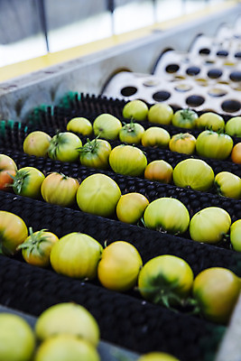 포토 JPG 주간 토마토 사람없음 야외 농작물 기계 특산물 부산 과채 국내포토 자연요소 농업 채소 과일 한국 파일형식