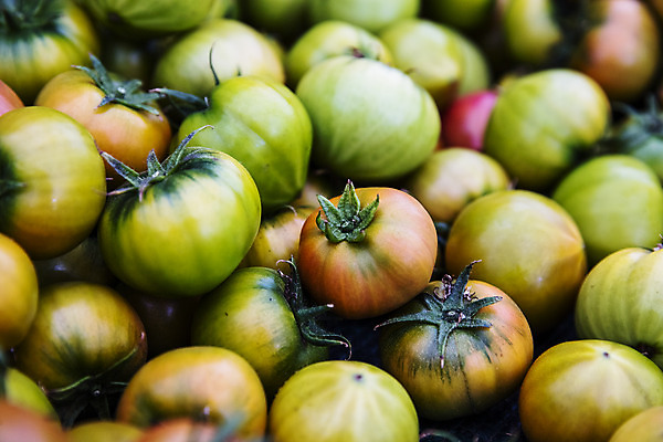 포토 JPG 주간 토마토 근접촬영 사람없음 야외 농작물 가득함 특산물 부산 과채 국내포토 자연요소 뷰포인트 농업 채소 과일 한국 파일형식