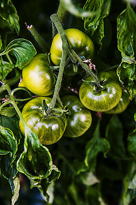 포토 JPG 주간 잎 토마토 근접촬영 사람없음 야외 농작물 특산물 부산 과채 국내포토 자연요소 식물 뷰포인트 농업 채소 과일 한국 파일형식